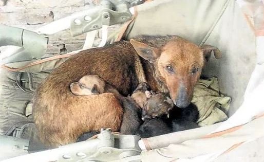 Woman Finds Street Dog With 6 Puppies – Looks Closer And Sees Tiny hand Sticking Up Among Them